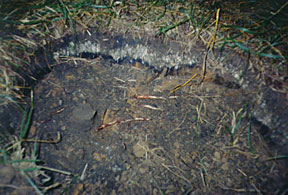 Ash and soot layer discovered in a hole dug during geophysical survey