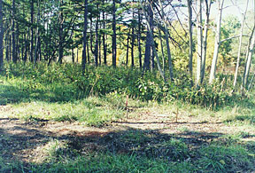 Northern Burning Ground